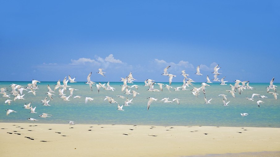 Avistamento de aves em Corumbau (BA)