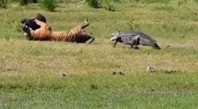 Crocodilo corajoso tenta roubar javali da boca de tigre; veja vídeo