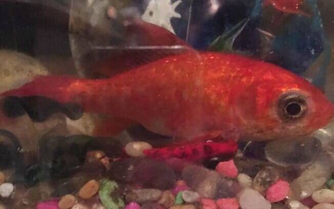 Bob é um peixinho da raça Goldfish que tem 20 anos de idade
