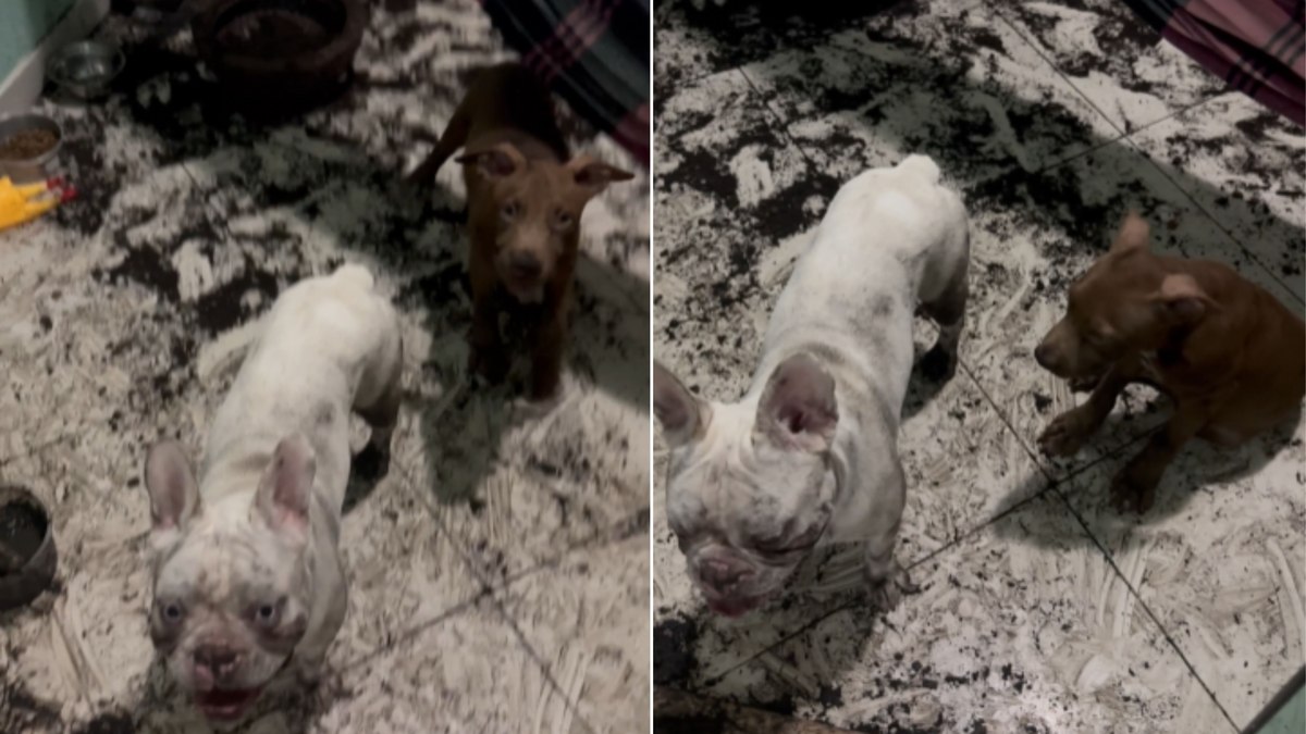 Dupla canina fica em silêncio após espalhar terra pela varanda