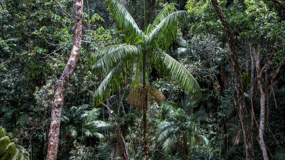 Palmeira Jussara - Reserva Águia Branca - Vargem Alta (ES) Palmeira Jussara - Reserva Águia Branca - Vargem Alta (ES)