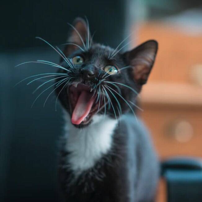 Segredos sobre gatos que você não sabia Segredos sobre gatos que você não sabia