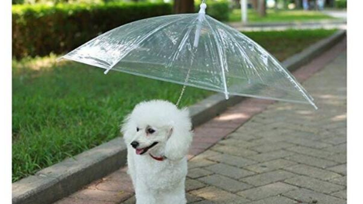 Guarda-chuva para cachorro