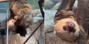 Bicho-preguiça dá à luz em frente em frente a visitantes de zoo
