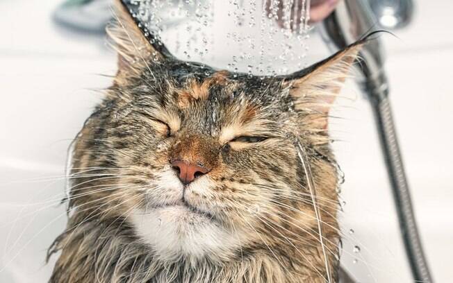 Os gatos são animais naturalmente limpos, então odeiam água                      
