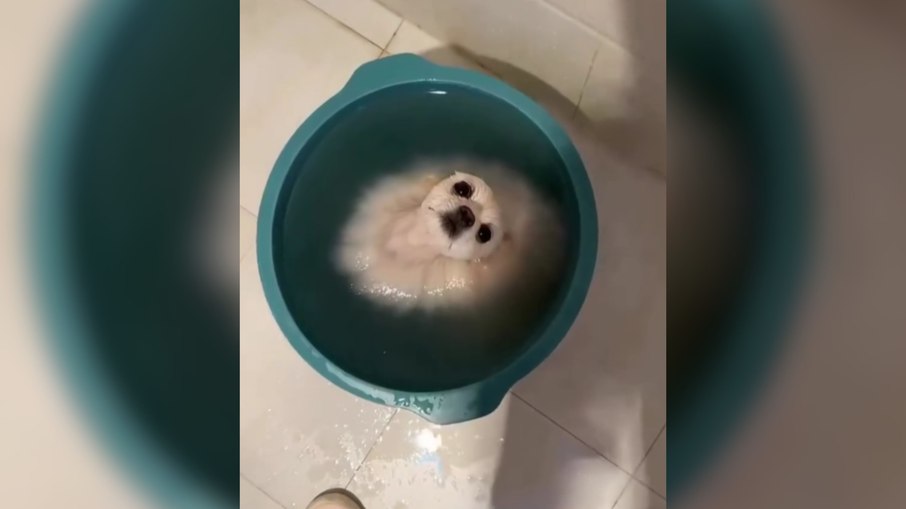 Cachorro se refresca em balde de água e fica todo “derretido”