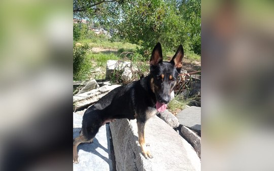 Cães heróis: os bastidores do trabalho dos bombeiros caninos