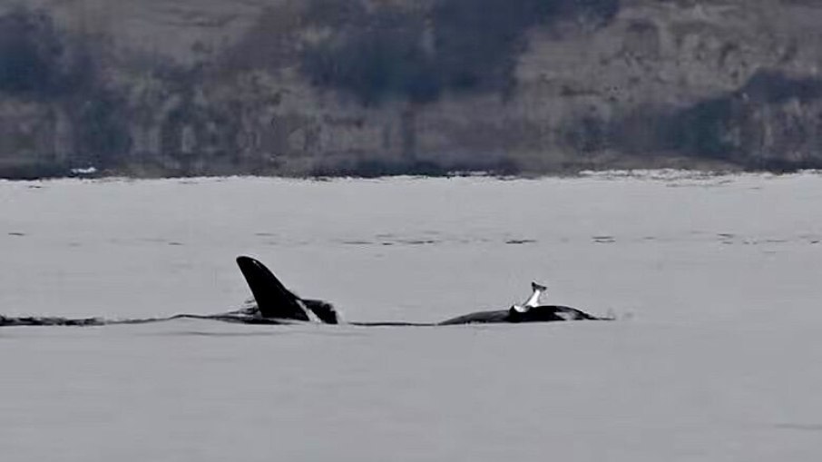 Orcas foram vistas usando salmão como chapéu 37 anos depois