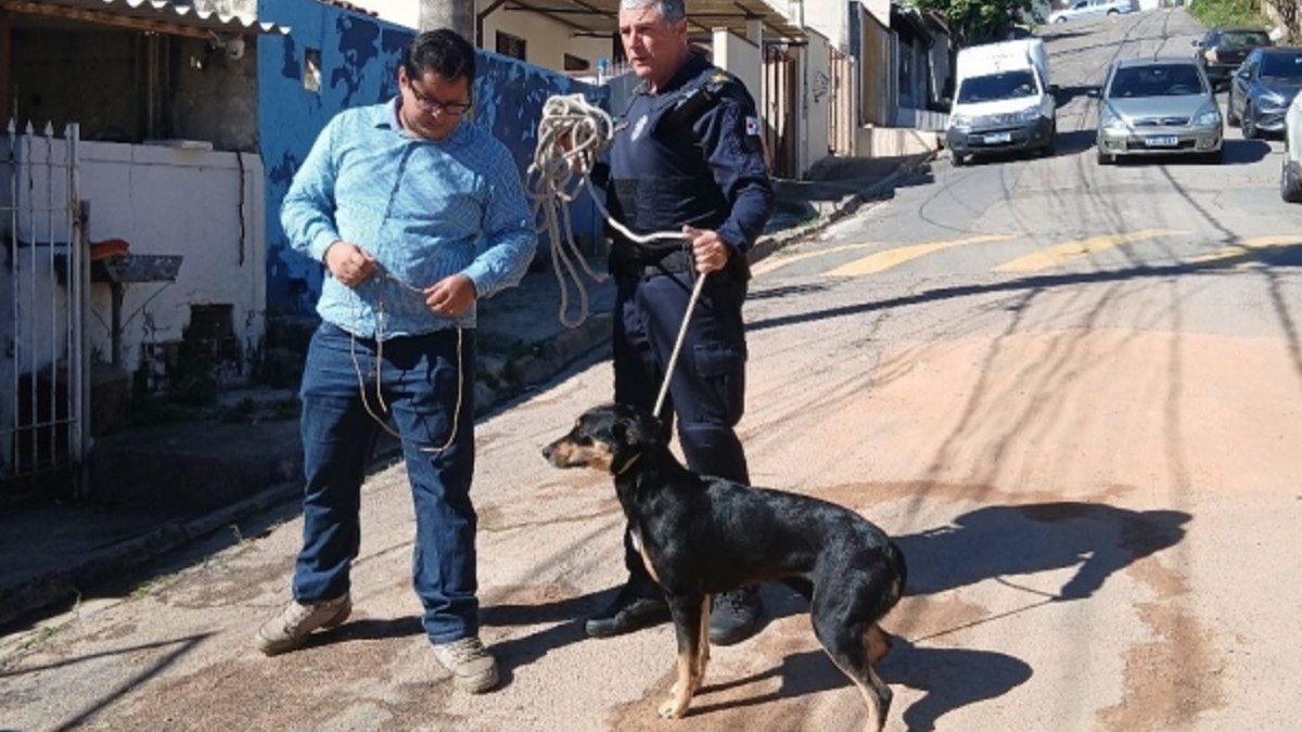 Animal foi resgatado pela GCM de Vinhedo Animal foi resgatado pela GCM de Vinhedo