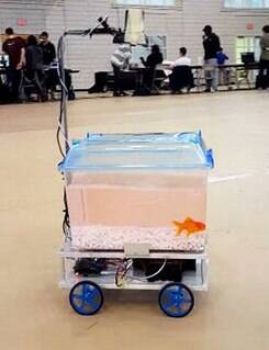 Peixe ganha aquário que se move conforme ele nada; assista