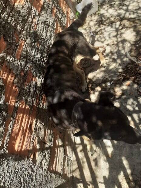 O outro cão achado solto e desnutrido dentro de residência no bairro Jardim Esmeralda
