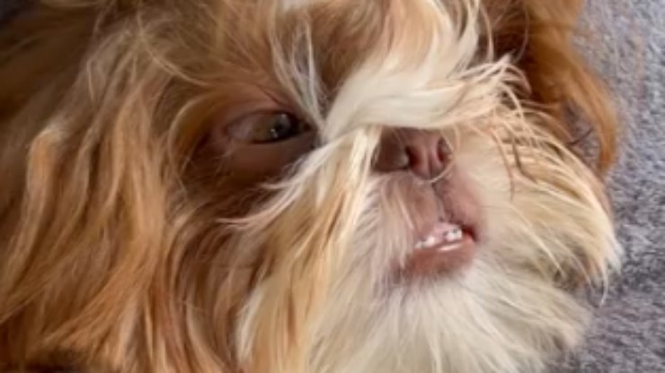 Shih Tzu Cleitin choca ao dormir de olhos abertos e roncando