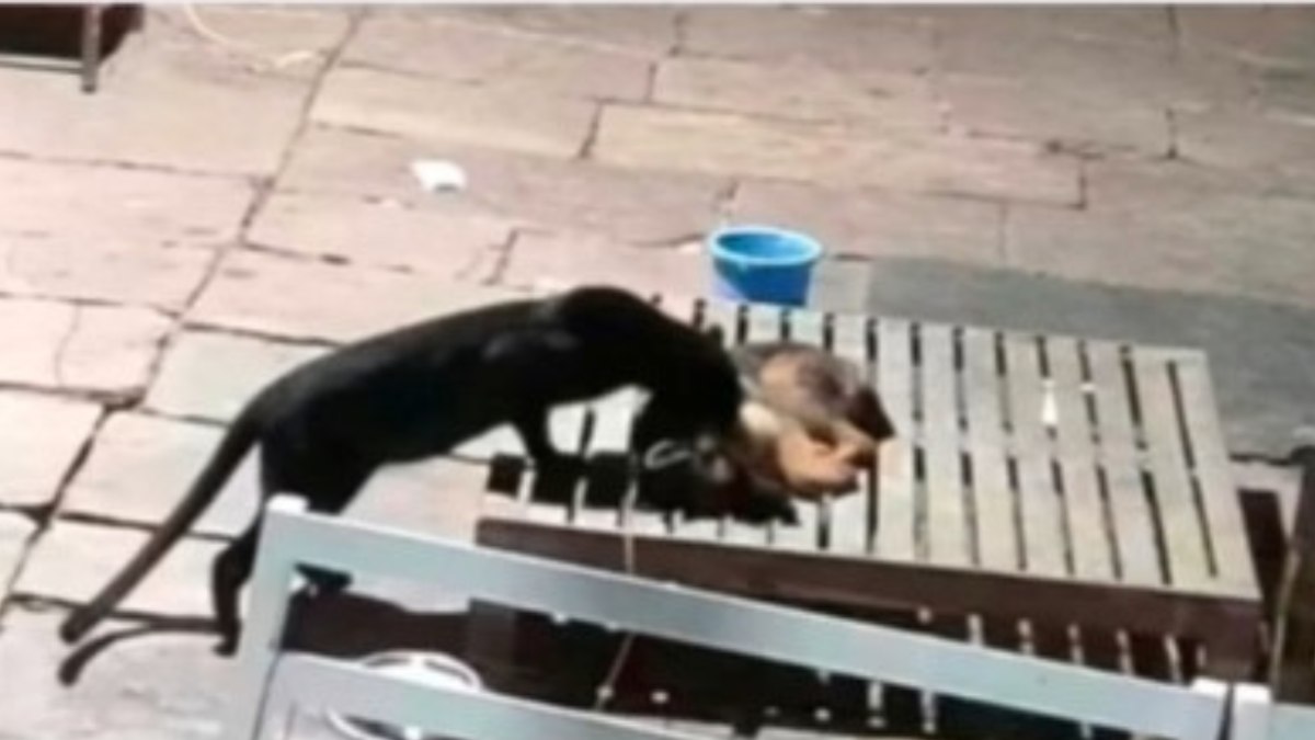 Panteranegra invade resort e mata cachorro durante a madrug | Mundo | QTU - Notícias