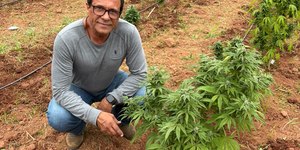 UFV inaugura 1º banco genético de Cannabis do Brasil