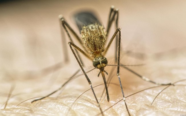 Clima mais quente está ampliando territórios de mosquitos que transmitem doenças Clima mais quente está ampliando territórios de mosquitos que transmitem doenças