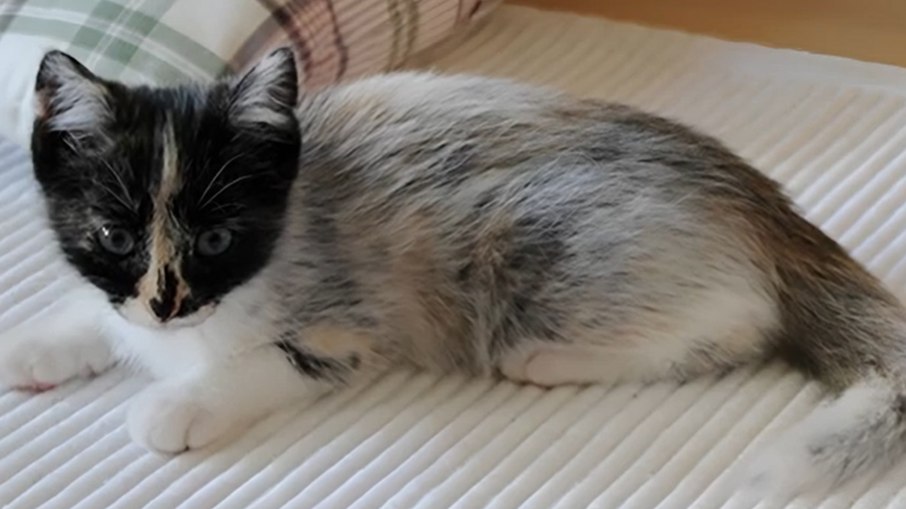 Gato com nova tonalidade Gato com nova tonalidade