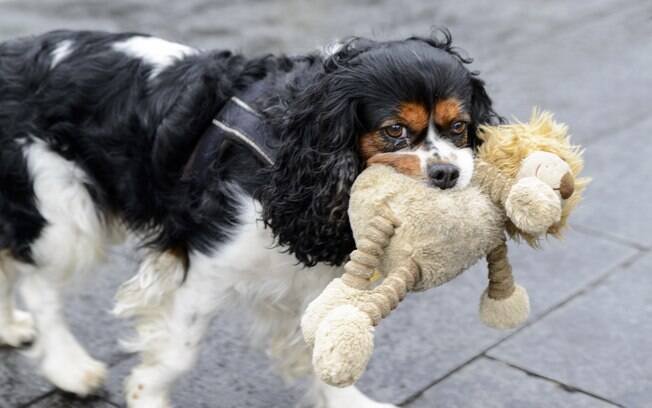 Brinquedo de cachorro é muito importante para estimular o pet a gastar energia 