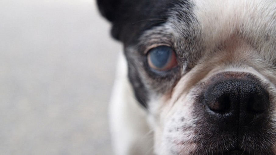 Técnica com pele de tilápia trata olhos de cães e pode chegar a humanos Técnica com pele de tilápia trata olhos de cães e pode chegar a humanos