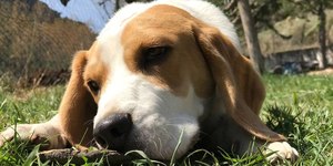 Cheiro de cachorro é difícil de lidar, mas em alguns passos pode ficar fácil