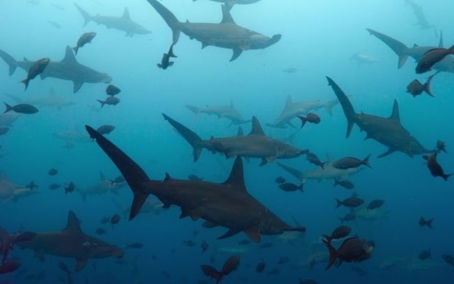 Vídeo mostra centenas de tubarões-martelo nadando ao redor de vulcão