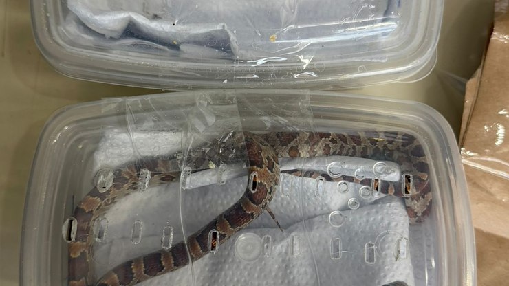 Serpentes vivas são encontradas em
encomenda dos Correios no PR