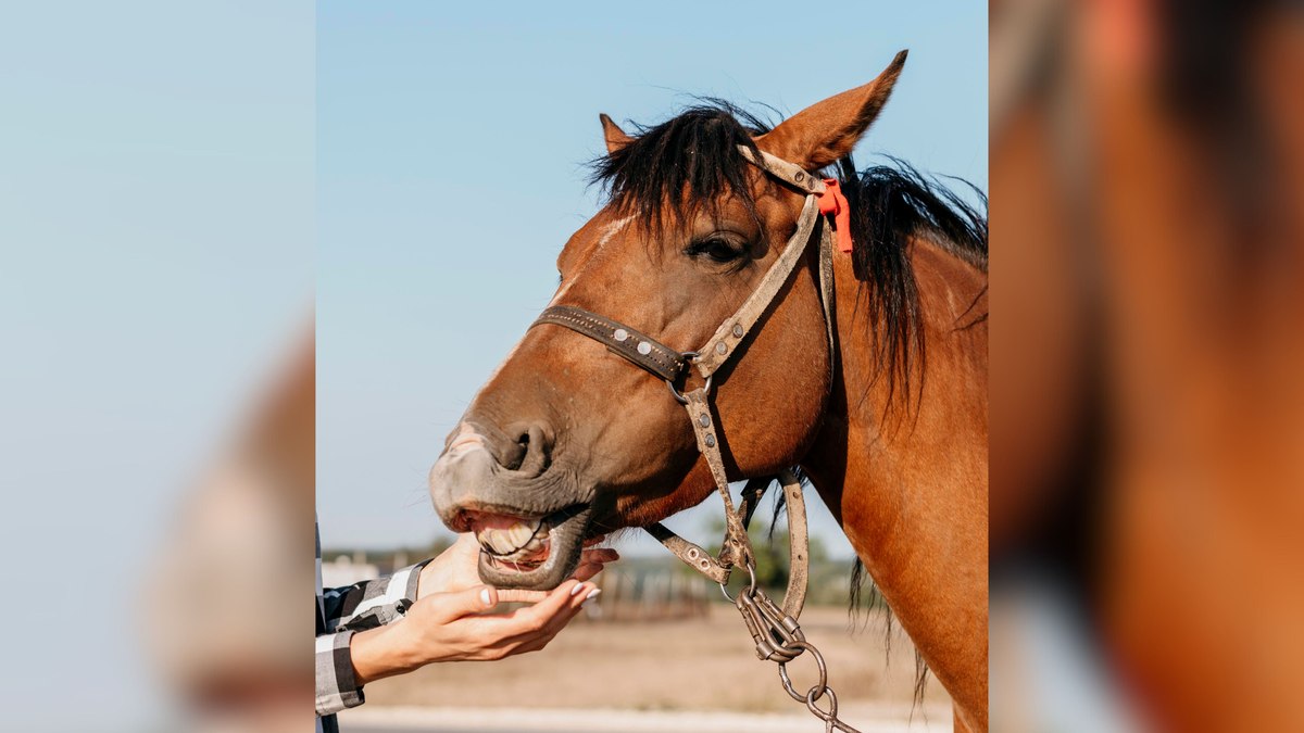 Cavalo recebendo carinho