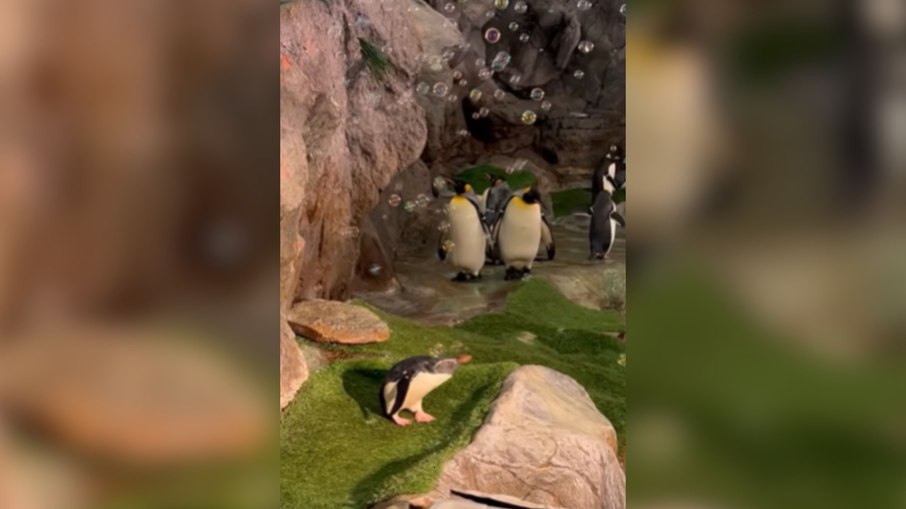 Pinguins se divertem em festa de bolhas nos Estados Unidos