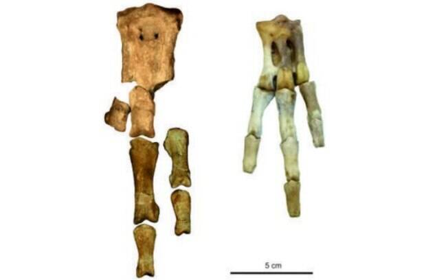 À direita, ossos da pata de um pinguim imperial em comparação ao fóssil de pinguim gigante encontrado à esquerda
