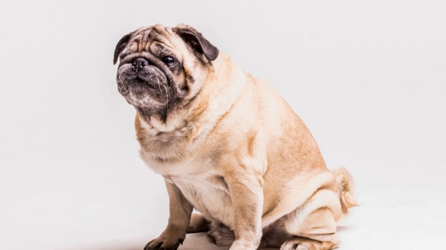 O número de animais obesos tem aumentado 