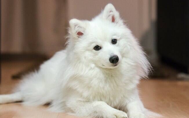 Cachorro da raça Spitz Japonês branco