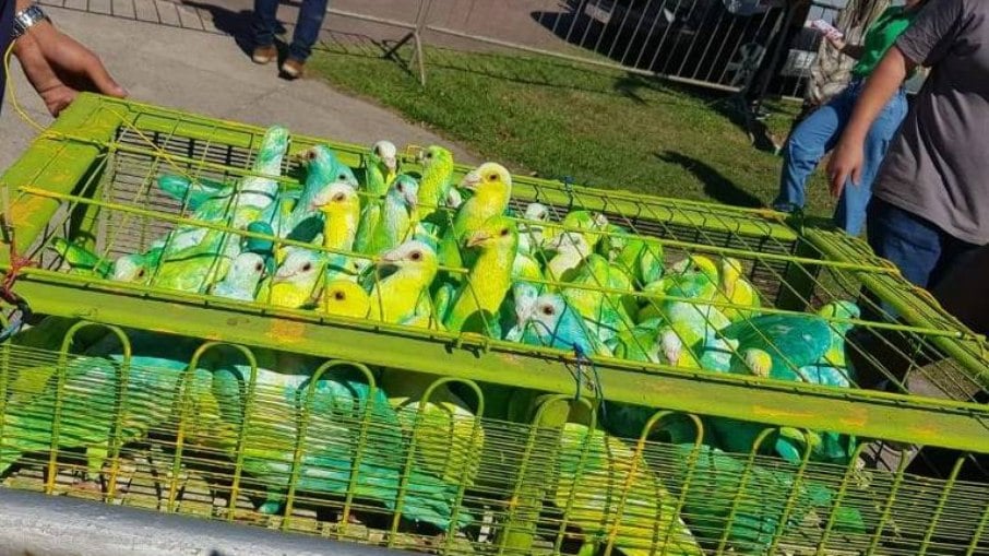 Pombos foram pintados de verde e amarelo