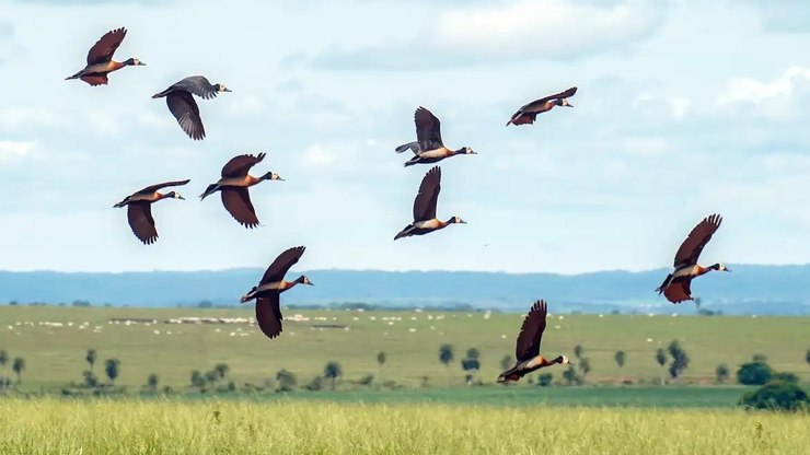 Prote%C3%A7%C3%A3o%20da%20biodiversidade%20no%20mundo%20demanda%20mais%20US%241%2C3%20trilh%C3%A3o