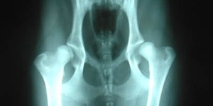 Identificar doença articular no início evita dores ao pet; saiba como