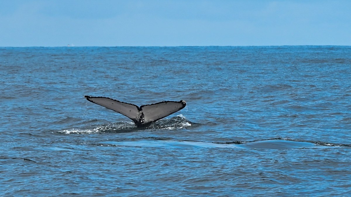 Observação de baleias em Ilhabela (SP)