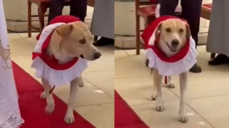 Cão viraliza ao ser homenageado em igreja; assista