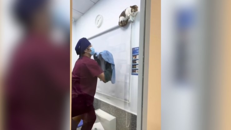 Gato dá olé em veterinários e mostra que é mestre da fuga