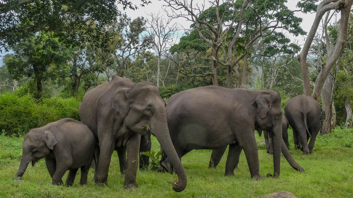 Elefante-asiático Elefante-asiático