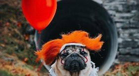 Cachorros fantasiados para o Halloween viralizam nas redes