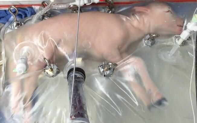 Seis cabritos prematuros cresceram no útero artificial e desenvolveram normalmente todos os órgãos e nervos