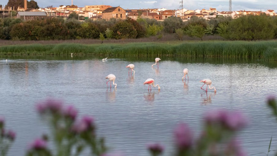 Cerca de 40 mil flamingos encontrados em lagoa na Espanha Cerca de 40 mil flamingos encontrados em lagoa na Espanha