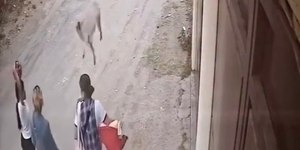 Mulher é atingida na cabeça por cachorro pug que caiu de sacada