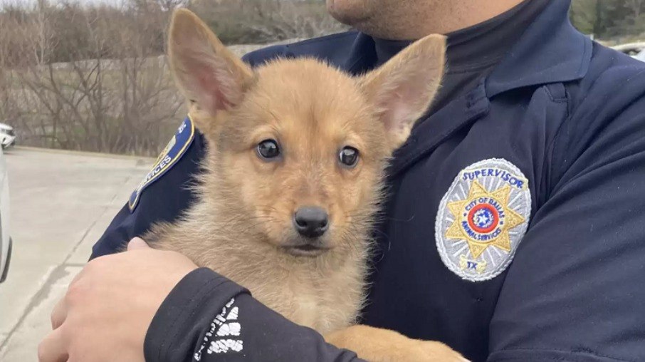 Os policiais resgataram um filhote de cachorro, mas depois não souberam se era mesmo um cãozinho