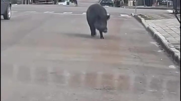 Vídeo: javalis assustam moradores nas ruas
do interior do RS