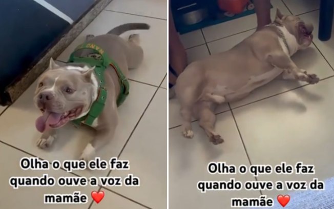 Cachorro mostra que até o mais valente vira bebê ao ouvir a dona Akytaz7frpy5eheh0staa05cm