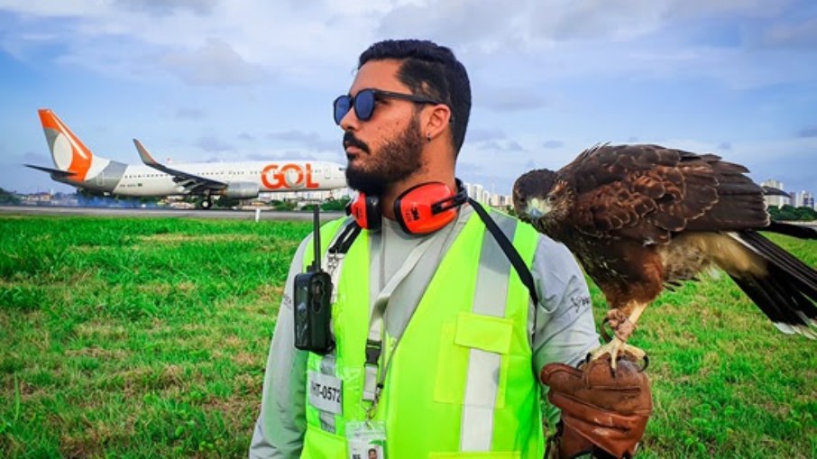 Biólogos da Aena usam gaviões e falcões para espantar aves