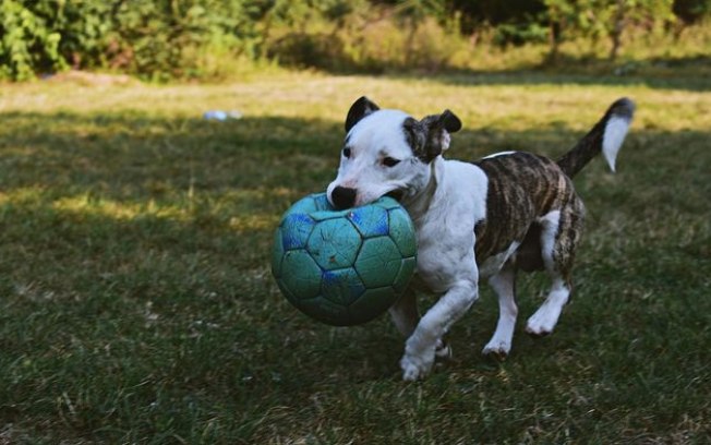 Cachorros sabem nomes de objetos e criam expectativas