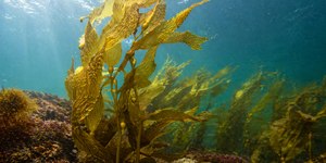 Cientistas criam concreto com algas marinhas que captura carbono