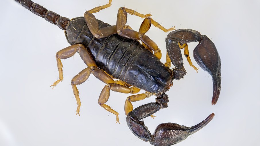 Escorpião