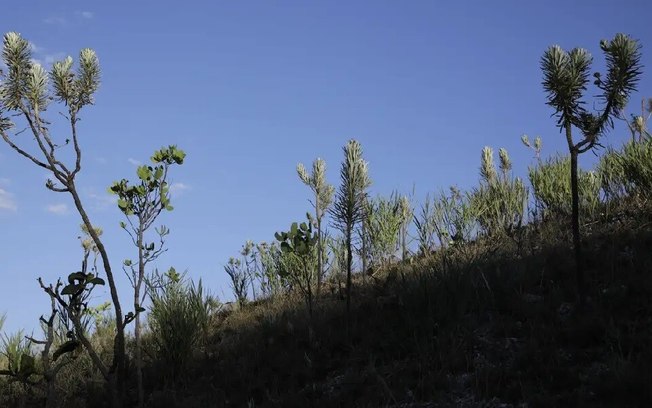 Dia do Cerrado: bioma é o segundo mais ameaçado no País