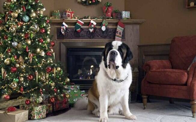 5 filmes natalinos com cãezinhos para você assistir com a família toda |  Canal do Pet | iG